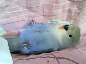 あっ；これは違った；