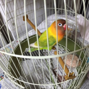 高い声で鳴きます。頭や肩にのります。