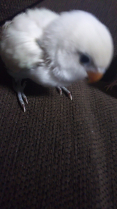 ボタンのゆきちゃん