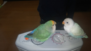 ２羽で遊んでいます♪