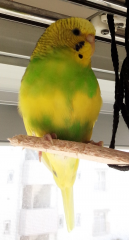 くうちゃん