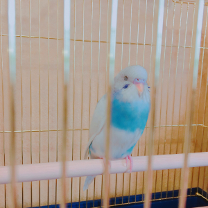 新しいおうちの止まり木で休憩中…