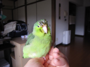 水浴び後　頭つんつんこれでどやっ　