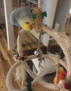 粟穂にがっつく鳥