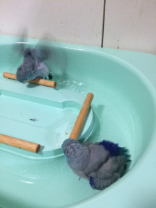 水遊び解禁でおおはしゃぎ。^^