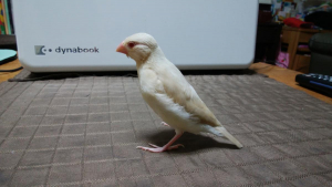だいぶ大きくなりました