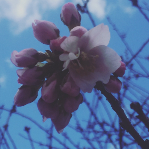 家の近くの秋に咲く桜