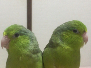 プイッ
