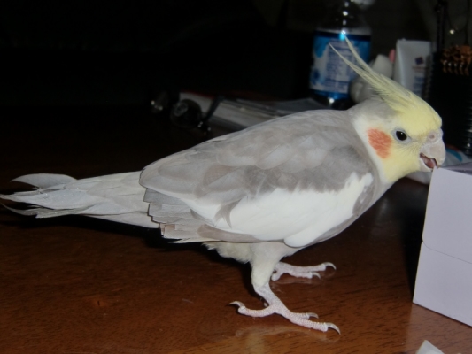 鳥の飼い方 生活 オカメインコの飛びかた とりっち インコなど鳥の日本最大級sns