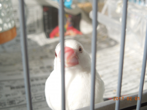 ふわちゃんです。