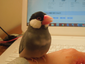 ピーちゃんです。