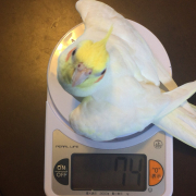 今日の体重測定のときの様子です