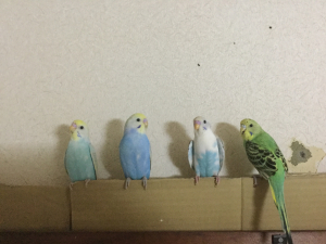 年少組。早くジェイドの羽が伸びますように