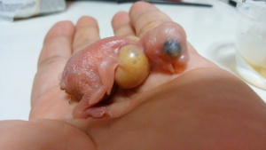 食べ過ぎ？…頭とそのうが同じくらい