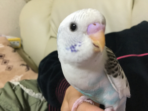 ぼくもハルクインだよ