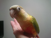ウロコインコのナルちゃん