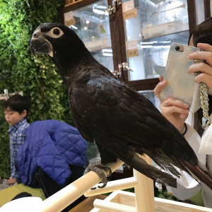 スミインコの式部ちゃん