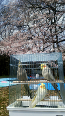 砧公園でお花見