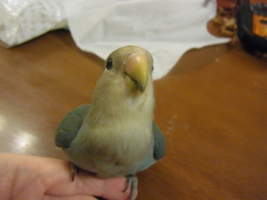 コザクラの藍ちゃんです。