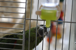 コミドリですが、もふ飲み♪