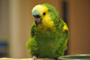 もふもふ増量中♪当鳥比１．３倍。