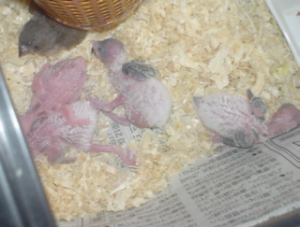セキセイインコですが･･･