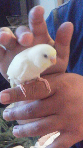 きいみちゃん 。