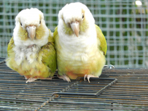 神戸花鳥園のウロコインコさんです