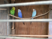 左端の黄緑色のインコです。