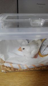 寝るときだけ温かい虫かごに戻しています。