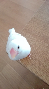 ブレブレです