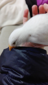 動き回るのでなかなか撮りづらいです