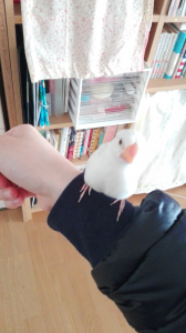 動き回りブレブレです