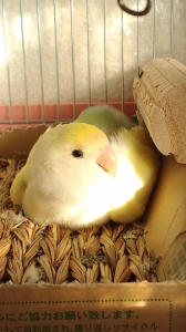 ポカポカ抱卵中〜！