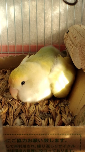 ちょっとウトウト・・。