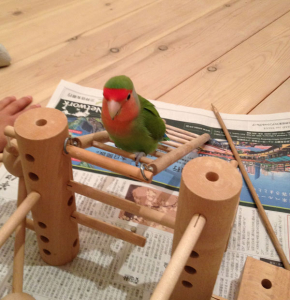 階段てくてく、、、、かわいい！