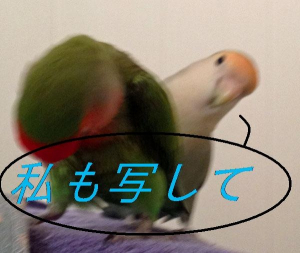 最後の写真