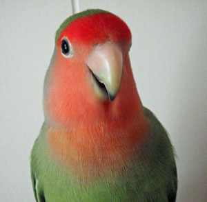 鳥バカ鳥バカ鳥バカ鳥バカ鳥バカ