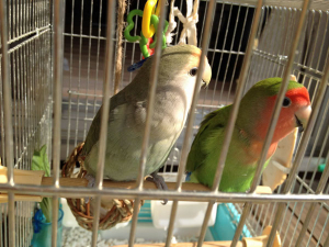 ボクらもオウエンシテルヨ！