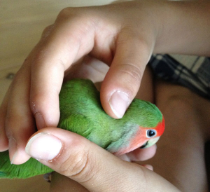 よしよーし、、、かわいいなー、ピースケ