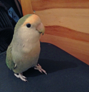 手がコワイ、、、