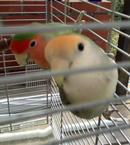 出しゃばるポーちゃん、、、かわいい