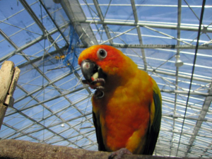 掛川花鳥園より。