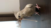 最近綿棒に飽き気味…(´-ι_-｀)