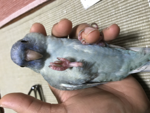トト