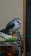 鳩に似てるでしょ。