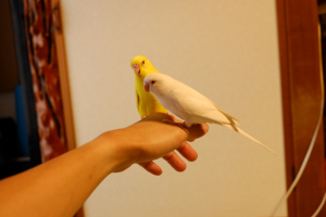 白のヒメちゃんはヒマワリが大好き。