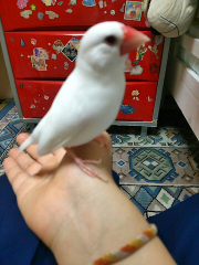 普段は内側に曲がっています