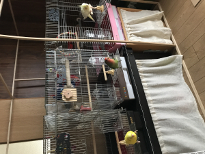 うちの子たち