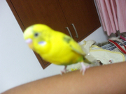 れもんです